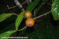 Yellow Mangosteen